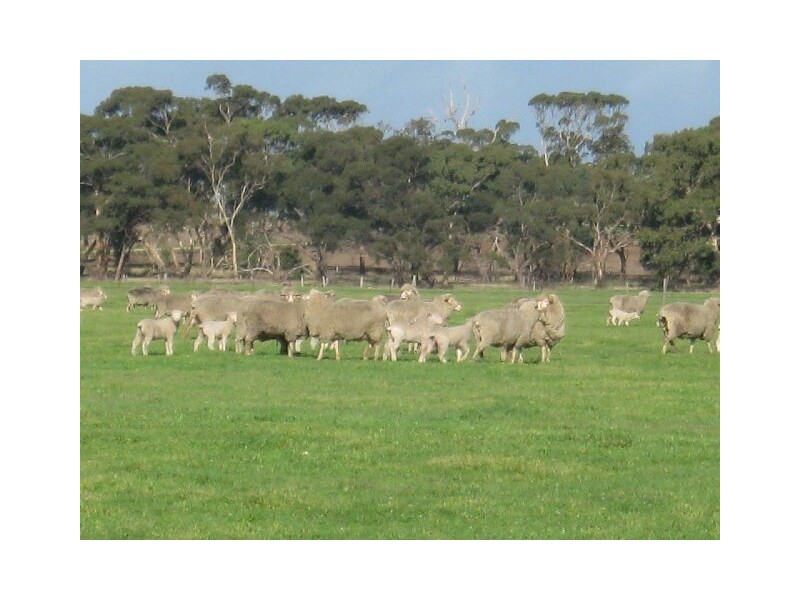 ” Rosedale”, Mundulla SA 5270