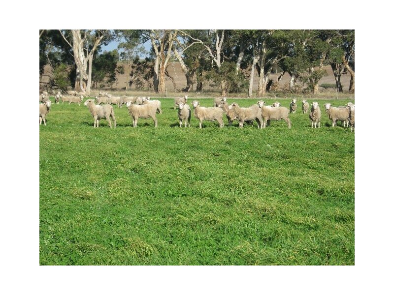 ” Rosedale”, Mundulla SA 5270