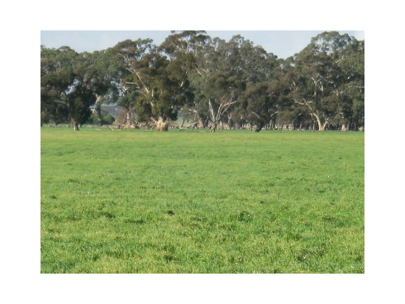 ” Rosedale”, Mundulla SA 5270