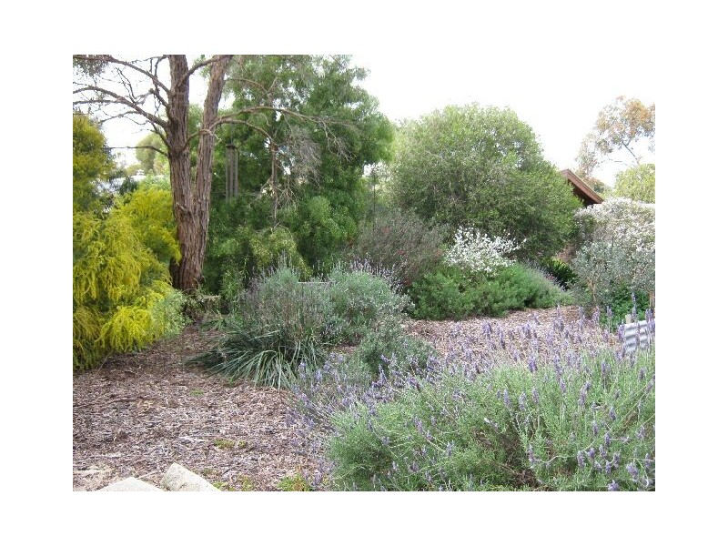 17 Buik Street, Bordertown SA 5268