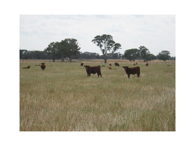 00 Punjum Road, Mundulla SA 5270