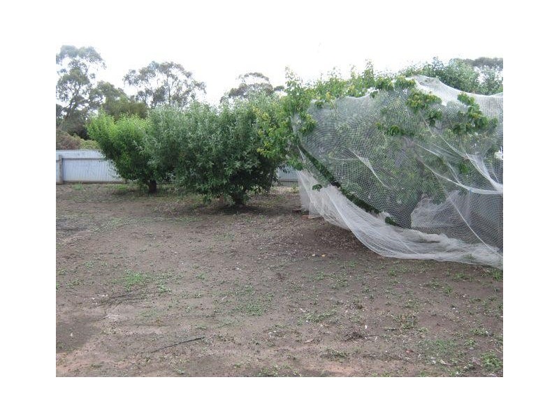 13 South Avenue, Bordertown SA 5268