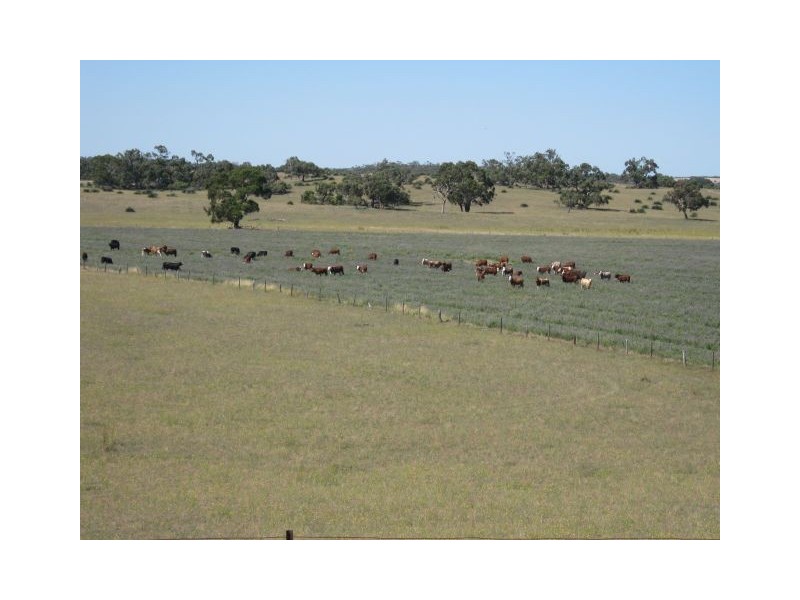 00 Leaches Road, Bordertown SA 5268