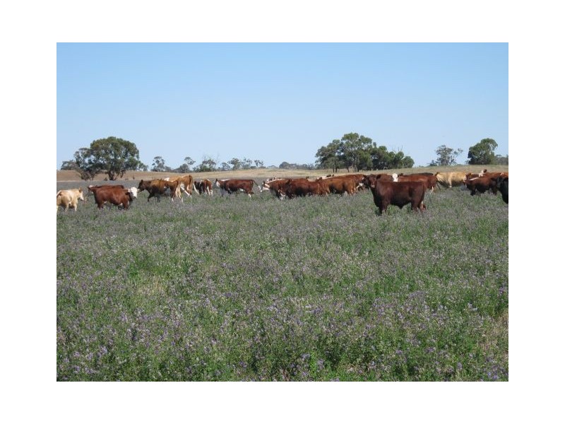 00 Leaches Road, Bordertown SA 5268