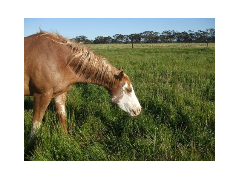 Sec 97 Rowney Road, Mundulla SA 5270