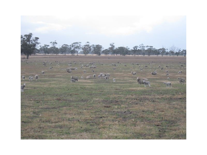 . Champness Road, Mundulla SA 5270