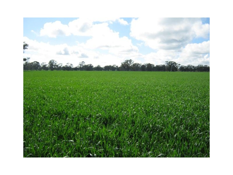 . Bordertown – Frances Road, Bordertown SA 5268