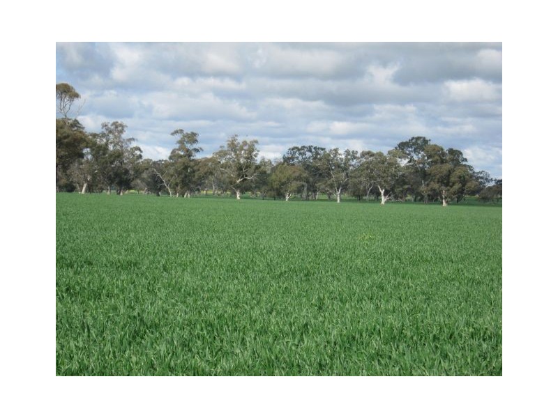 . Bordertown – Frances Road, Bordertown SA 5268