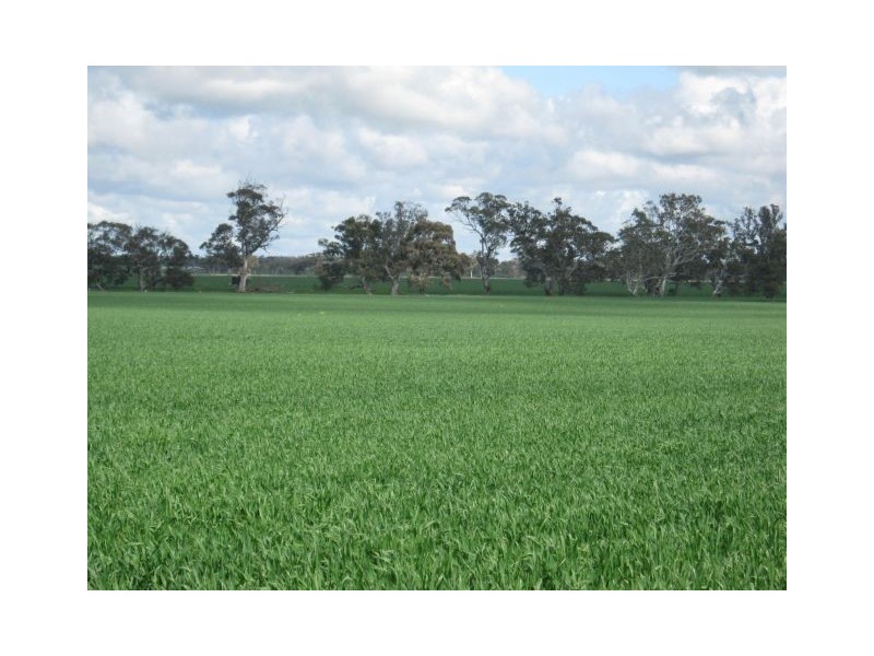 . Bordertown – Frances Road, Bordertown SA 5268