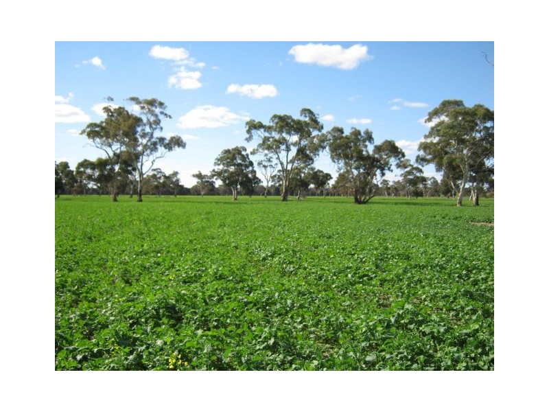 . Pinnaroo Road (Meramie), Bordertown SA 5268