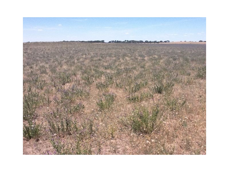 4703 Emu Flat Road, Bordertown SA 5268