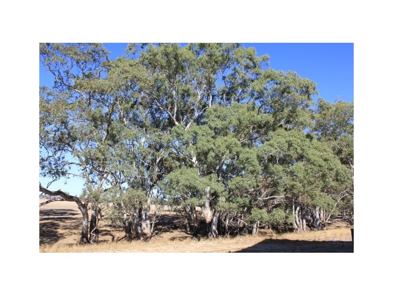 Lot 8 Golf Course Road, Bordertown SA 5268