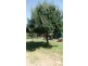 9 Orchard Avenue, Keith SA 5267