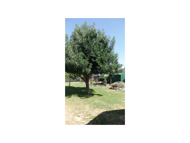 9 Orchard Avenue, Keith SA 5267