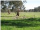 Lot 7 & 88,  Weir Drive, Bordertown SA 5268