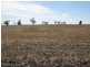 1099 Langley Road, Bordertown SA 5268