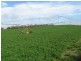 1 Leaches Road, Bordertown SA 5268