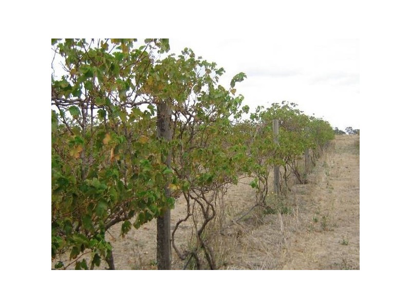 Lot 101 Pine Hill Road, Bordertown SA 5268