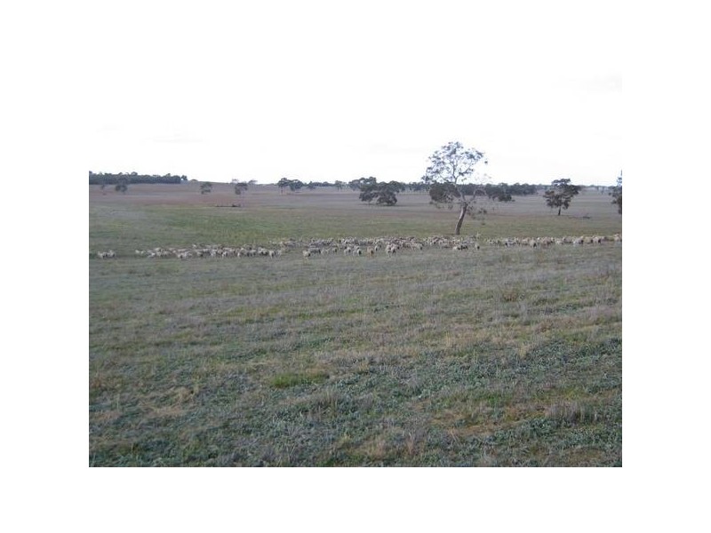 Sec 373 Old Stone Tank Road, Mundulla SA 5270