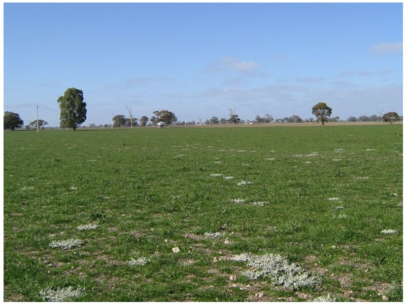 Cannawigara Road, Bordertown SA 5268