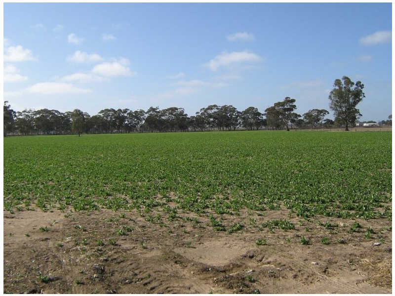 Cannawigara Road, Bordertown SA 5268