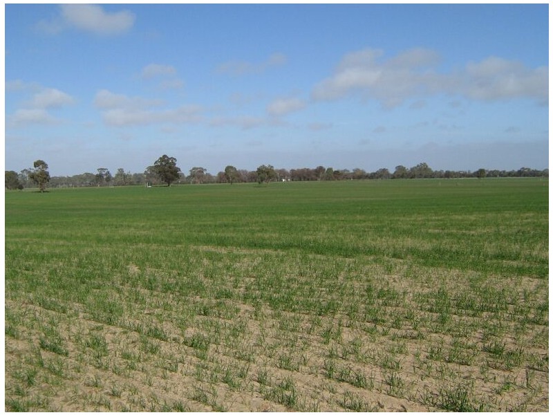 Cannawigara Road, Bordertown SA 5268