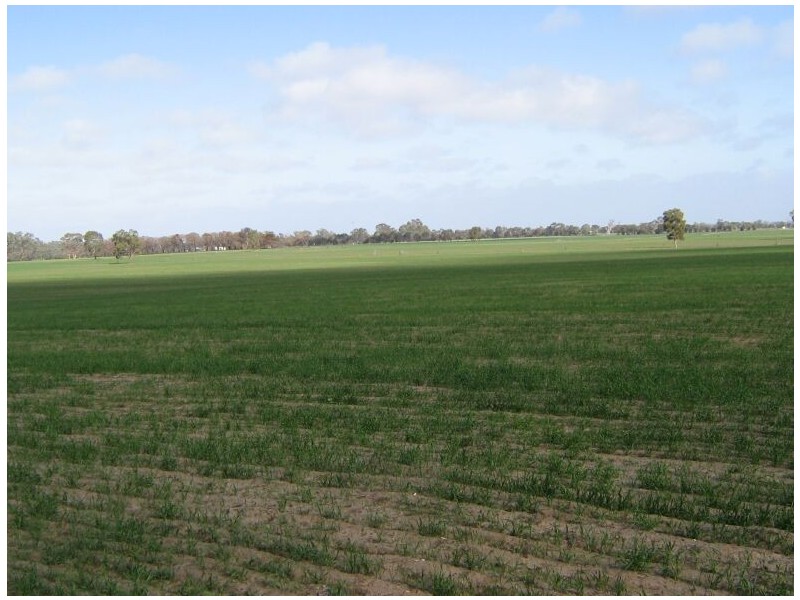 Cannawigara Road, Bordertown SA 5268