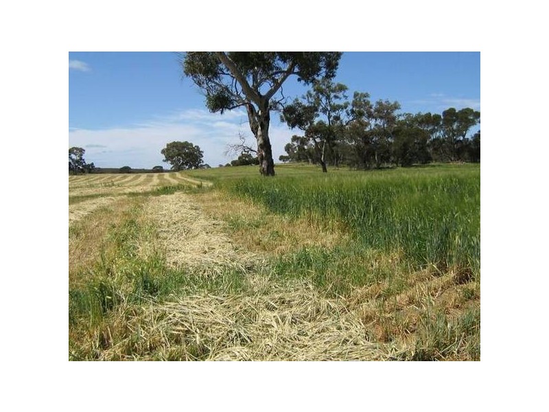 Sec 94 Old Stone Tank Road, Mundulla SA 5270