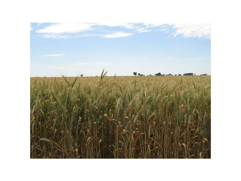 . Wolseley Road, Bordertown SA 5268