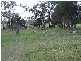 . Western Flat, Bordertown SA 5268