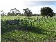 . Western Flat, Bordertown SA 5268