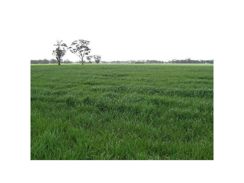 . Bordertown Frances Road, Bordertown SA 5268