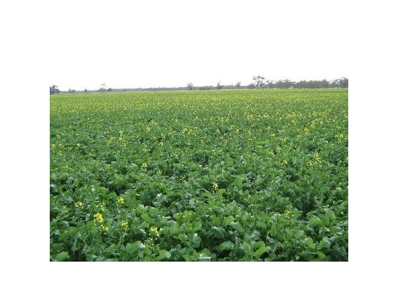 . Bordertown Frances Road, Bordertown SA 5268