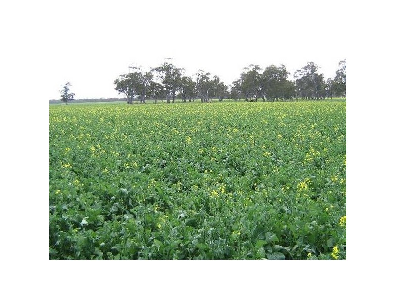 . Bordertown Frances Road, Bordertown SA 5268