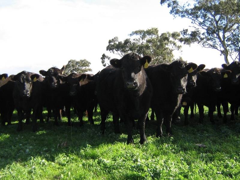 Naracoorte Road, Padthaway SA 5271