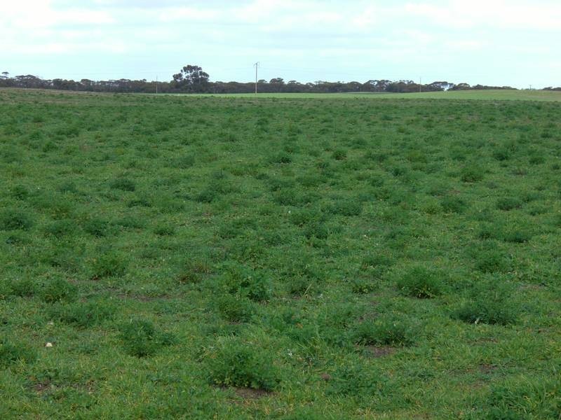 42 Tauragat Well Rd, Coonalpyn SA 5265