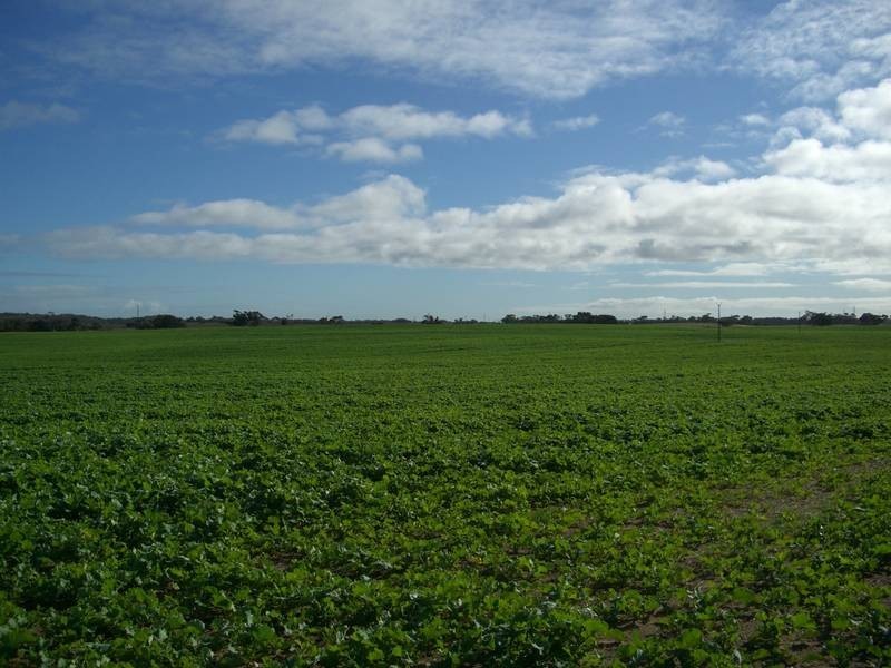 42 Tauragat Well Rd, Coonalpyn SA 5265