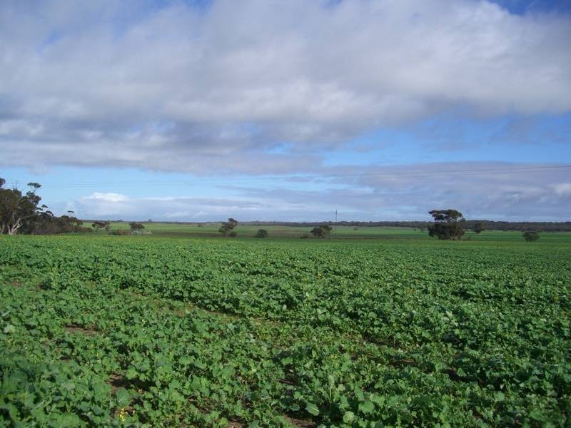 42 Tauragat Well Rd, Coonalpyn SA 5265