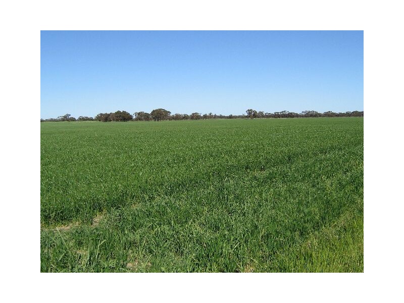 . Red Bluff Road, Bordertown SA 5268