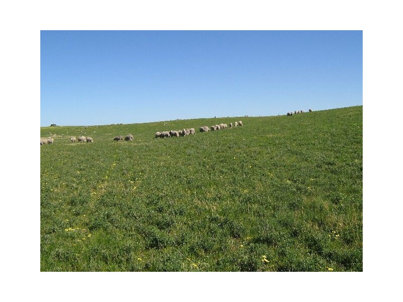 . Red Bluff Road, Bordertown SA 5268