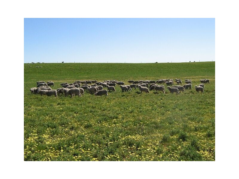 . Red Bluff Road, Bordertown SA 5268