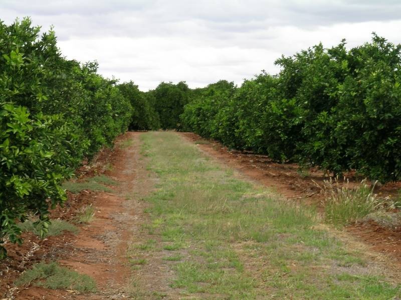 1863 McCarthy Road, Lake Wyangan NSW 2680