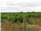 1863 McCarthy Road, Lake Wyangan NSW 2680