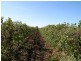 Farm 788 Pomroy Road, Yenda NSW 2681