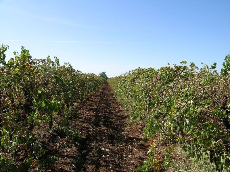 Farm 788 Pomroy Road, Yenda NSW 2681