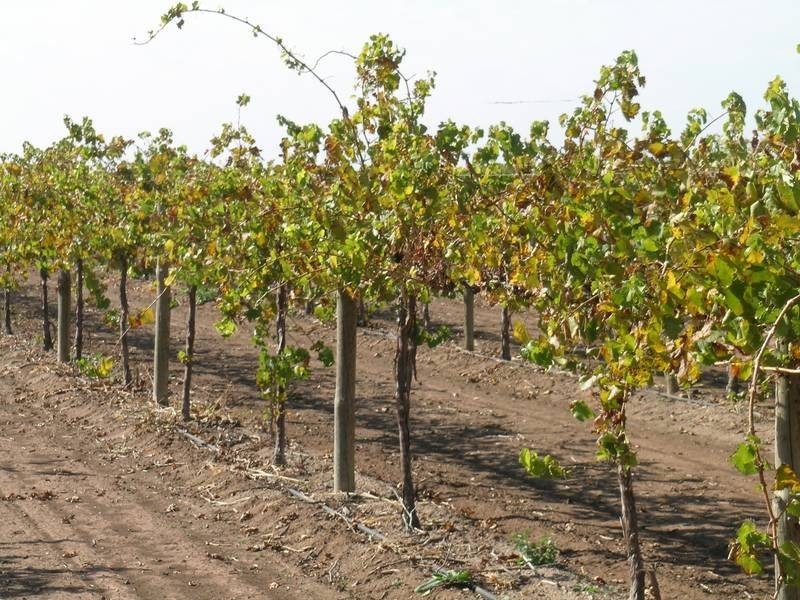 Farm 258a Hamilton Road, Bilbul NSW 2680