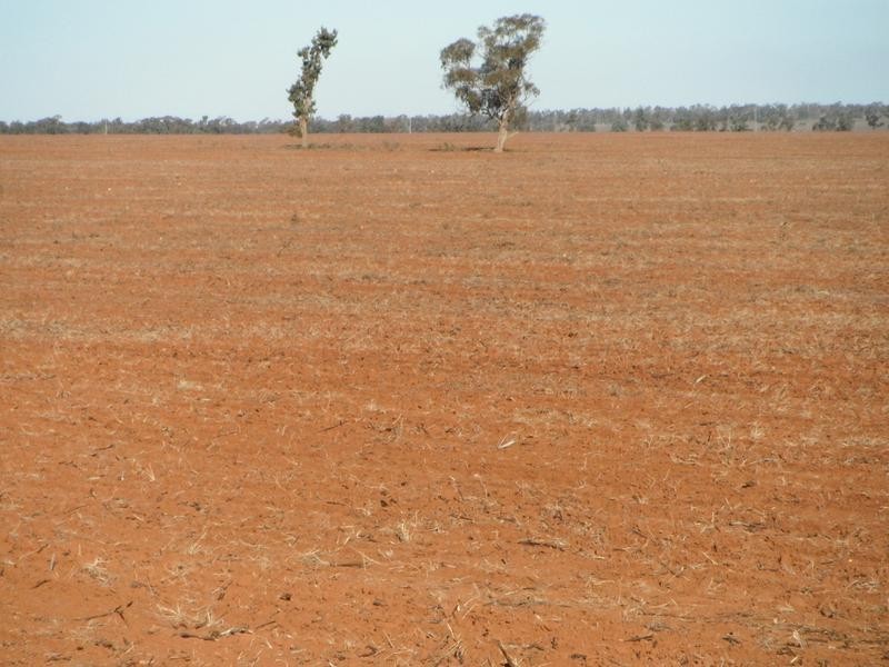 Lot 11,  Back Hillston Road, Tabbita NSW 2652