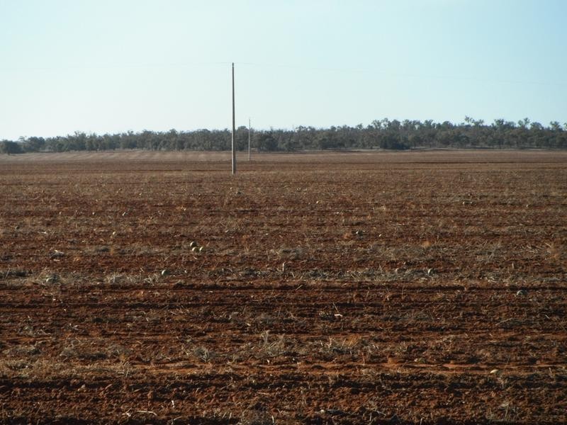 Lot 11,  Back Hillston Road, Tabbita NSW 2652