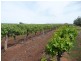 Farm 526 McDonald Road, Bilbul NSW 2680