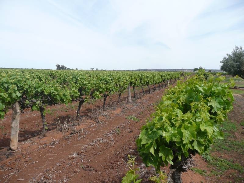 Farm 526 McDonald Road, Bilbul NSW 2680
